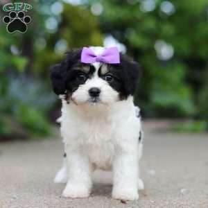 Darla, Cavachon Puppy